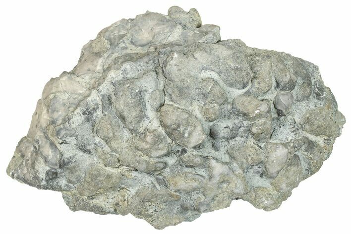 Ordovician Chaetetid Sponge (Solenopora) Fossil - Kentucky #270388